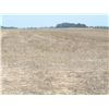 Image 10 : 316 +/- Acres of Crop Land