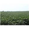 Image 4 : 316 +/- Acres of Crop Land