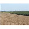 Image 9 : 316 +/- Acres of Crop Land