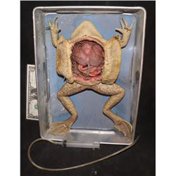 CABIN FEAVER 2 SCREEN MATCHED DISSECTED FROG PUPPET IN PAN