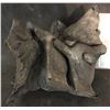 Image 1 : ALIEN VS PREDATOR SCREEN USED TAIL BASE