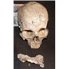 Image 1 : TERMINATOR 2 JUDGEMENT DAY SCREEN USED FUTURE WAR SKULL WITH JAW
