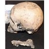 Image 2 : TERMINATOR 2 JUDGEMENT DAY SCREEN USED FUTURE WAR SKULL WITH JAW