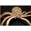 Image 2 : SPIDER LARGE TARANTULA ARMATURED PUPPET