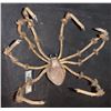 Image 3 : SPIDER LARGE TARANTULA ARMATURED PUPPET
