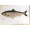 Image 1 : SIX CONTEMPORARY DENTON FISH PRINTS