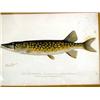 Image 2 : SIX CONTEMPORARY DENTON FISH PRINTS