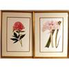 Image 1 : TWO MODERN BOTANICAL PRINTS IN POLYCHRO