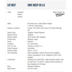 Sims Sheep Co LLC - 1650 Weaned Mixeds Lambs