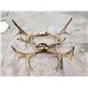 Image 1 : 3 ASSORTED ANTLERS