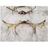 Image 2 : 3 ASSORTED ANTLERS