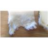 Image 2 : 2 WHITE RABBIT PELTS