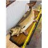 Image 1 : LARGE TROUT - GREAT CONDITION
