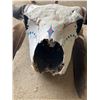 Image 2 : PAINTED BISON SKULL