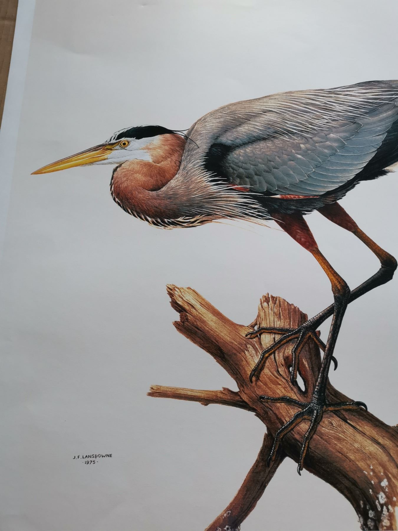 Print, Great Blue Heron, 24x20”, signed, J. Fenwick Lansdowne, 1975