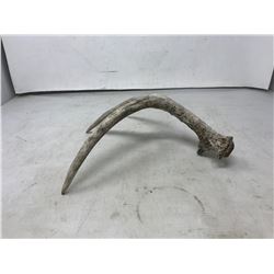 ONE DEER SHED