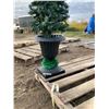 Image 2 : X-MAS PLANT IN PLASTIC POT