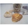 Image 3 : JAR OF SHELLS, BAG OF SHELLS AND 2 LOOSE SHELLS