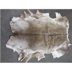 47'W X 60"L Caribou Hide