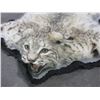 Image 2 : Bobcat Rug- Front Legs 40 1/2 W- Back Legs 39"- Long 41"