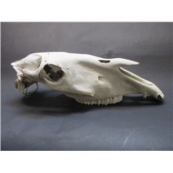 Horse Skull- 24" X 9"