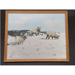 Signed E Peterson Photo- 21" X 17"