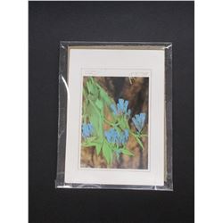 Signed Peterson Photo- Bluebell- 7.5" X 6"