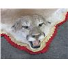 Image 2 : Double Matted Mountain Lion Rug- Nose To Tip Of Tail 92" Across Back Legs 67" - Across Front Legs 66
