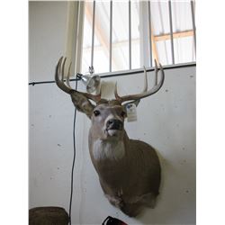Shoulder Mounted Whitetail- 20"W X 4.5"Bases