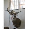 Image 1 : Shoulder Mounted Whitetail- 20"W X 4.5"Bases