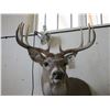 Image 2 : Shoulder Mounted Whitetail- 20"W X 4.5"Bases