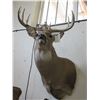 Image 3 : Shoulder Mounted Whitetail- 20"W X 4.5"Bases