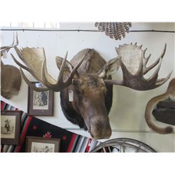 Moose Shoulder Mount- 56" X 7.5" Base