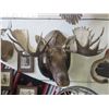 Image 1 : Moose Shoulder Mount- 56" X 7.5" Base