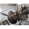 Image 2 : Moose Shoulder Mount- 56" X 7.5" Base