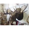 Image 3 : Moose Shoulder Mount- 56" X 7.5" Base