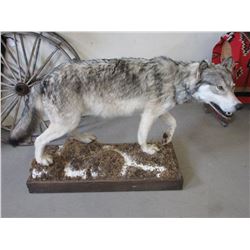 Full Body Wolf Mount- Base 47" X 19"- Wolf 38" H