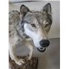 Image 2 : Full Body Wolf Mount- Base 47" X 19"- Wolf 38" H