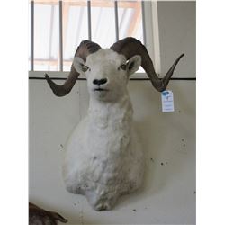 Shoulder Mount Dall Sheep- 28" X 31" Horns- 12"Base