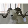 Image 2 : Shoulder Mount Dall Sheep- 28" X 31" Horns- 12"Base