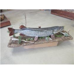 Pike Mount- 48" X 11"