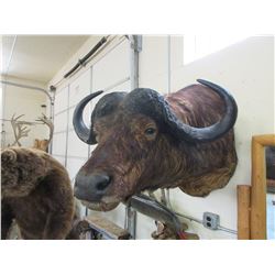 Shoulder Mount Cape Buffalo - 39" W X 29" Horns X 30" Bases