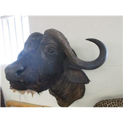 Shoulder Mount Cape Buffalo- 38" W X 29" Horns X 32" Bases