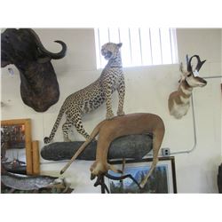 Full Mounted Leopard W/ Full Mounted African Impala Antelope On Synthetic Log- 67"L