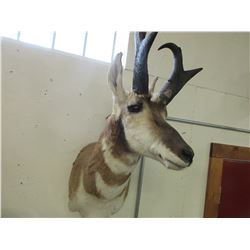 Shoulder Mount Antelope- 9"H X 10"W