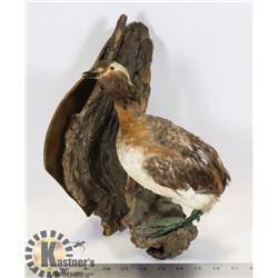 TAXIDERMY BIRD