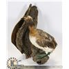 Image 1 : TAXIDERMY BIRD