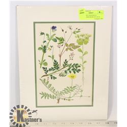 10 BEAUTIFUL BOTANICAL LITHOGRAPHS FROM 1927, PLUS