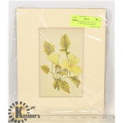 40 LITHOGRAPHED BOTANICAL PLATES FROM 'WILDFLOWERS
