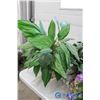 Image 5 : **Decorative Plastic Plants